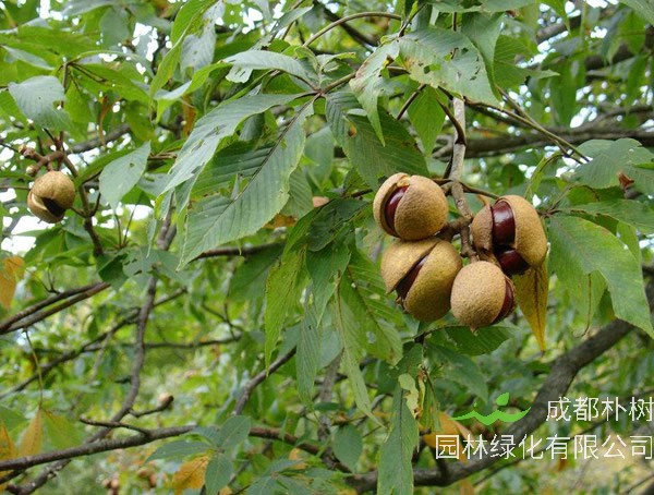 七叶树价格-图片-形态特征-主要变种-产地生境-生长习性以及主要价值