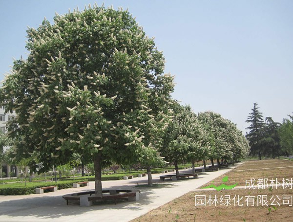 七叶树繁殖方式、栽培技术以及病虫防治介绍