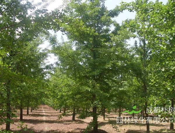 七叶树繁殖方式、栽培技术以及病虫防治介绍