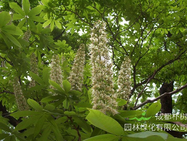 七叶树繁殖方式、栽培技术以及病虫防治介绍