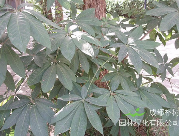 七叶树形态特征，七叶树可以造型么？