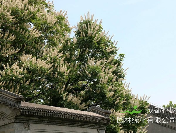 七叶树的分布情况，哪儿有七叶树的种植基地？