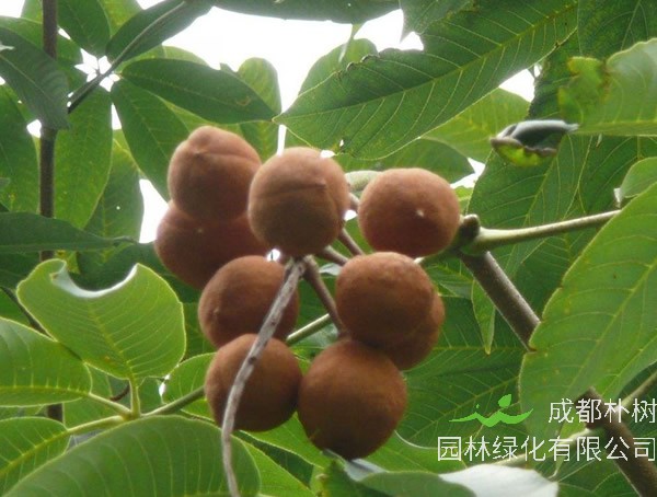 七叶树的功效与作用，七叶树的经济价值有哪些？