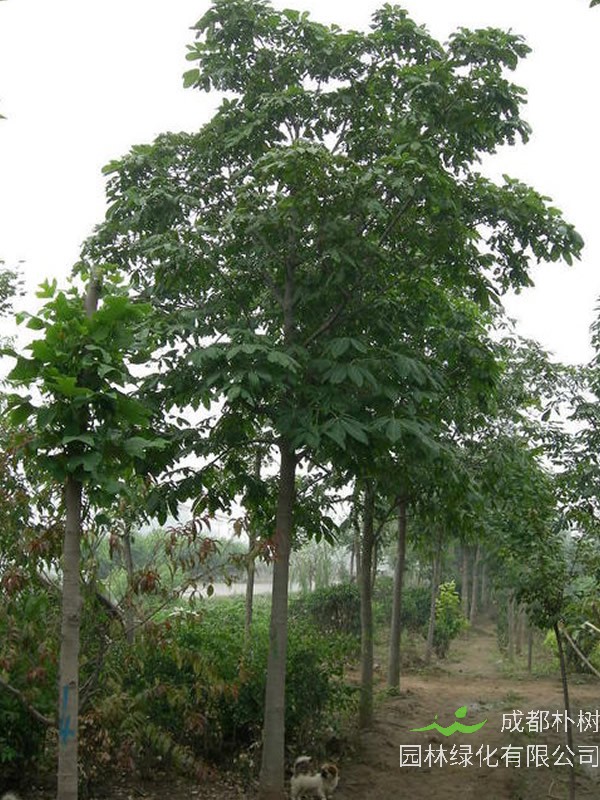 七叶树的植物文化，七叶树的花语是什么？