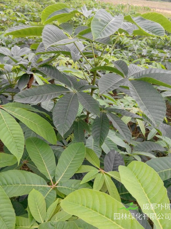 什么是浙江七叶树？浙江七叶树有哪些作用与功效？