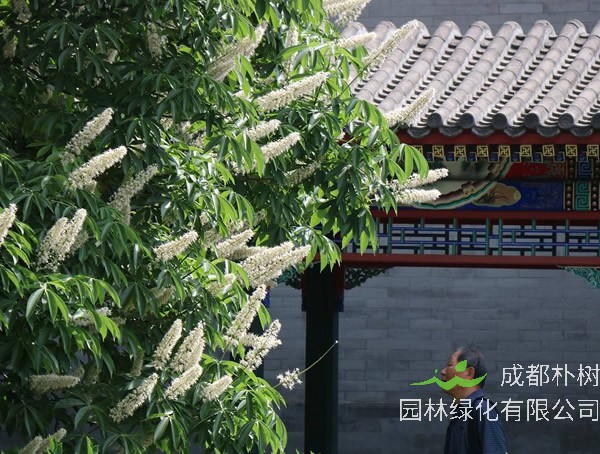 七叶树的寓意象征着什么？