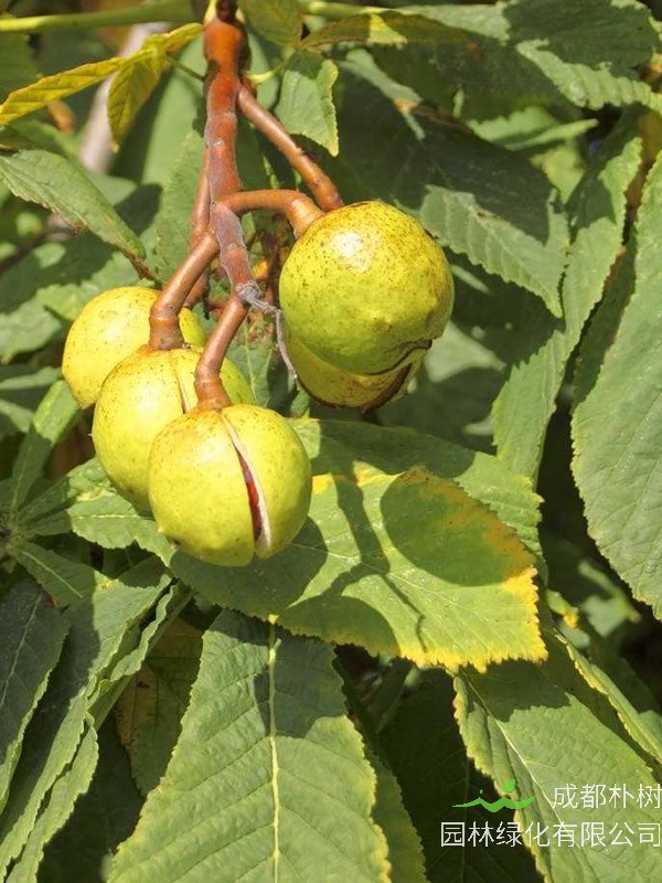 七叶树种植几年后开始结果？