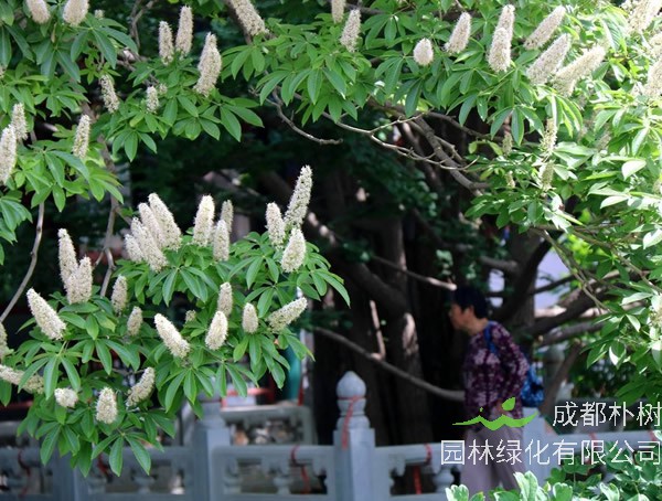 七叶树的果实有什么用处？