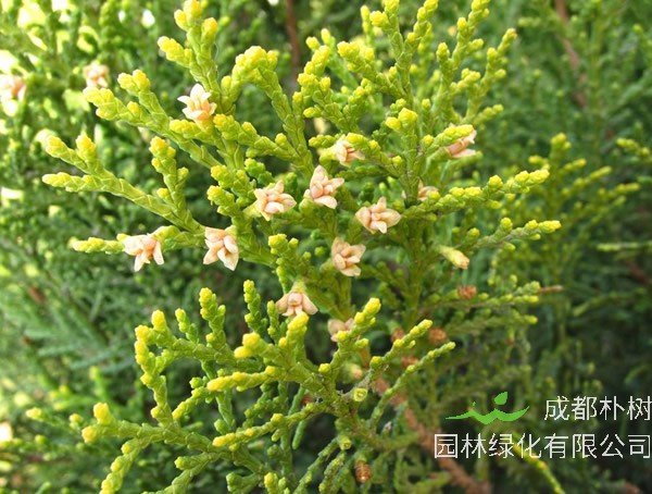 侧柏栽培技术、繁殖方法以及病虫害防治介绍