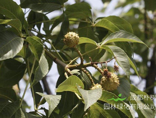 七叶树适合在哪里种植？