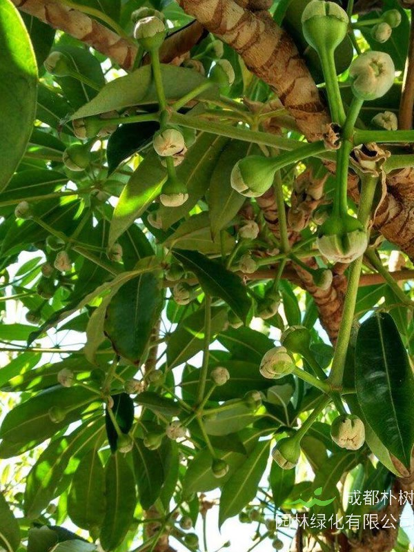 七叶树和发财树区别有哪些？