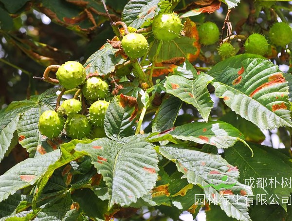 七叶树是菩提树吗？