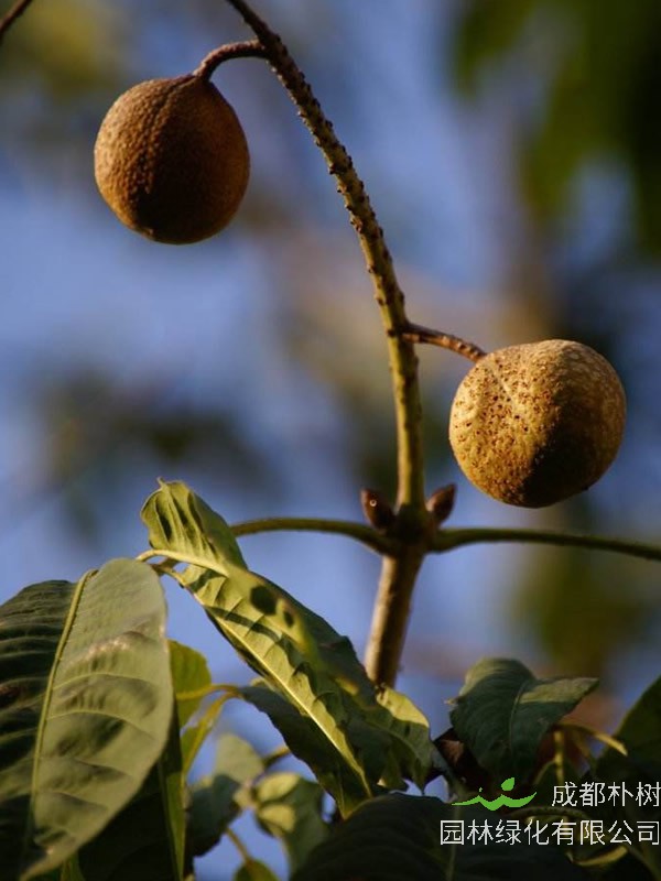 七叶树的种子有什么用，有毒吗？