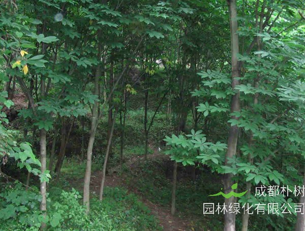 七叶树怎么养？七叶树的养殖要点注意有哪些？