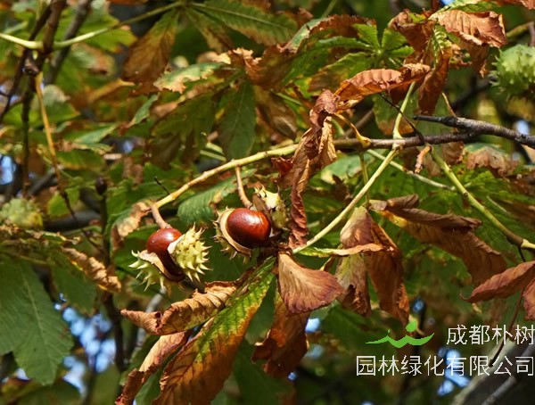 七叶树的果实能吃否？