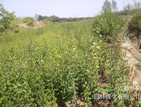 七叶树在园林中如何应用？