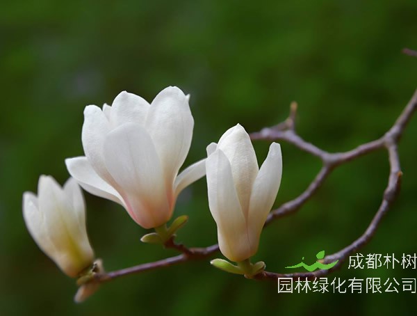 木兰价格-图片-形态特点-生长环境-分布范围-主要经济价值