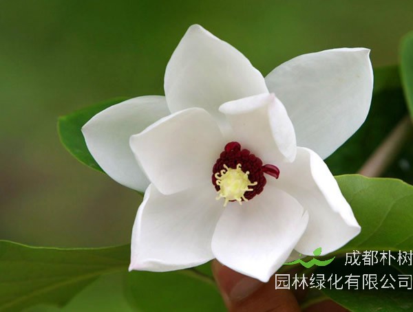 木兰价格-图片-形态特点-生长环境-分布范围-主要经济价值