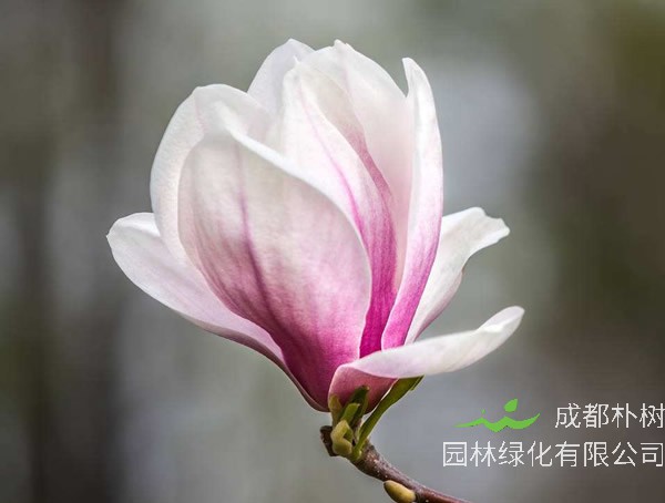 木兰价格-图片-形态特点-生长环境-分布范围-主要经济价值