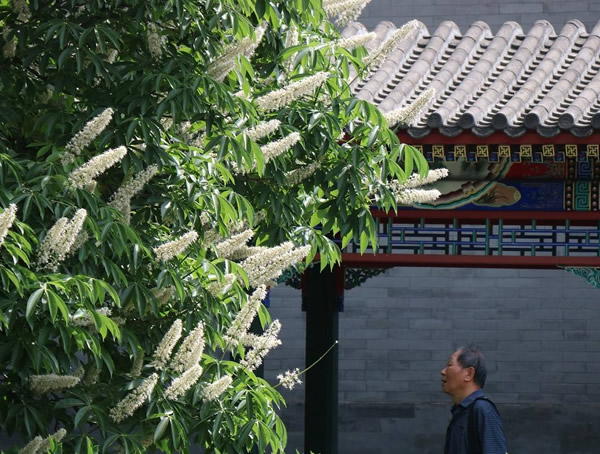 七叶树的寓意象征着什么？