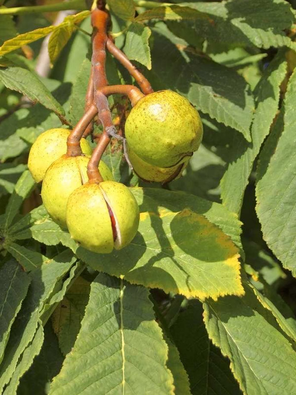 七叶树种植几年后开始结果？