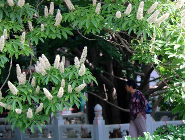 七叶树的果实有什么用处？