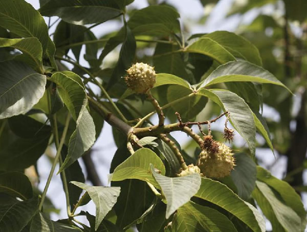 七叶树适合在哪里种植？