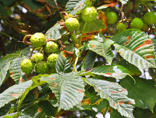 七叶树是菩提树吗？