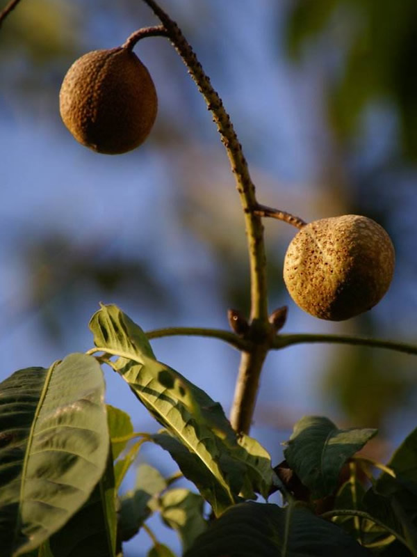 七叶树的种子有什么用，有毒吗？