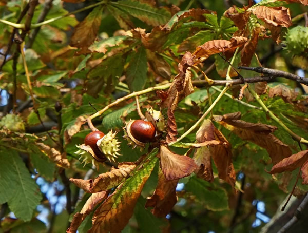 七叶树的果实能吃否？