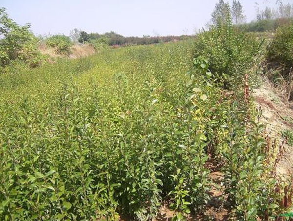 七叶树在园林中如何应用？