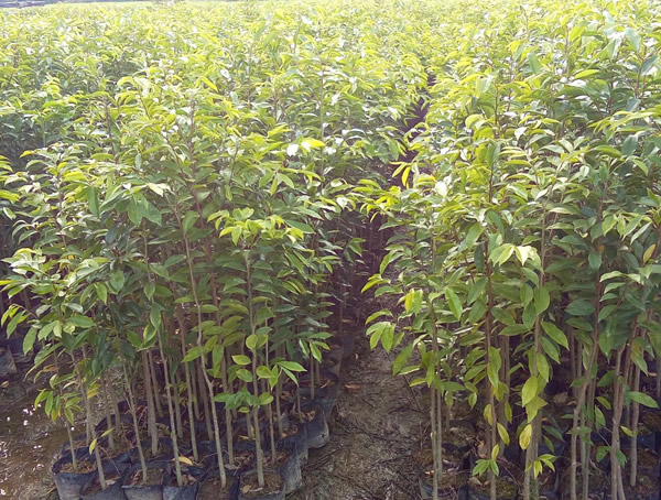 沉香树是什么树？