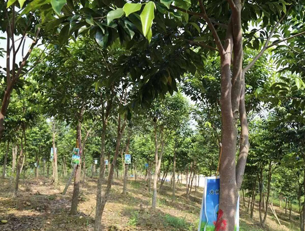 沉香树都能做什么？沉香树的用途有哪些？