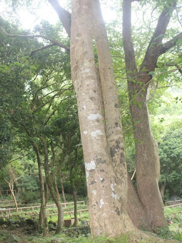 沉香树的种植条件有哪些？