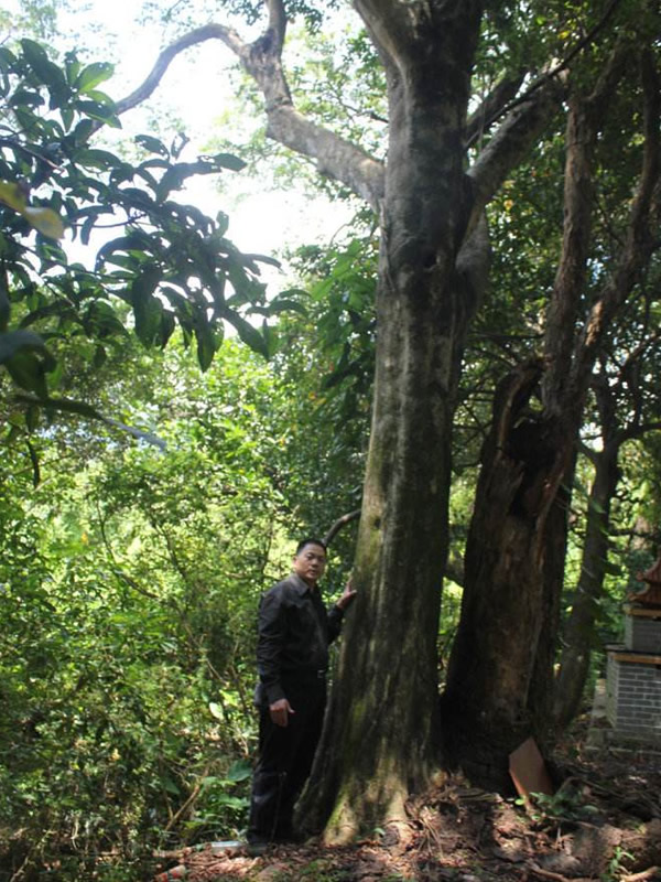 沉香树一般生长在哪里？