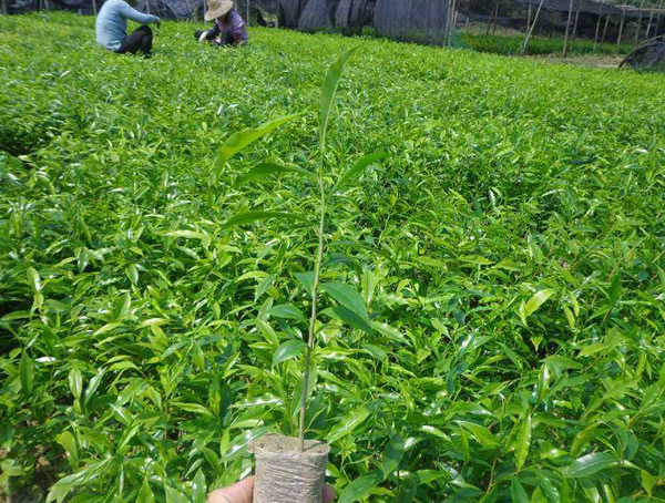 沉香树的沉香是如何形成的？