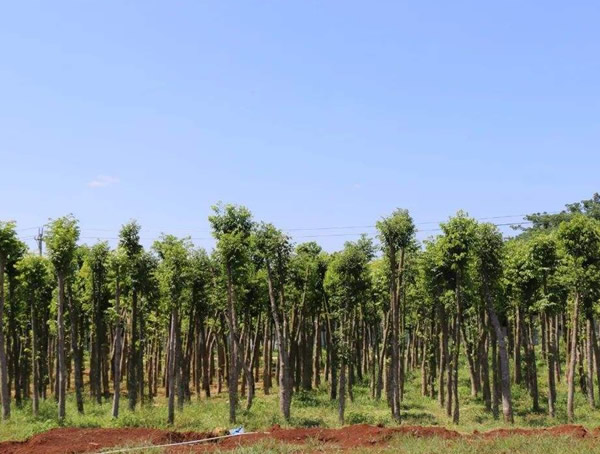 五年沉香树有什么价值？