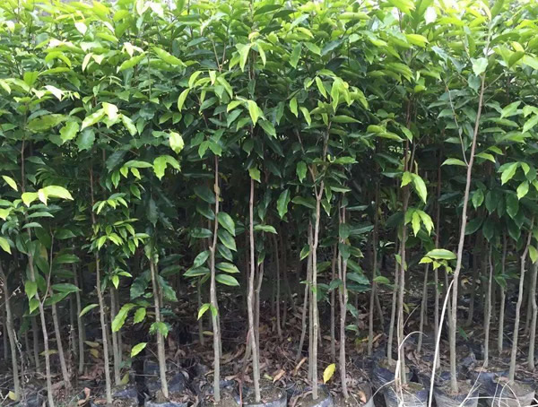 沉香树如何进行种类划分？