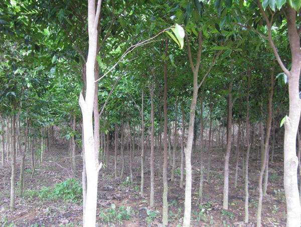 沉香树的生长条件有哪些？