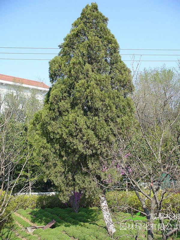 侧柏的形态特征是什么样的？怎样的侧柏树更好看？