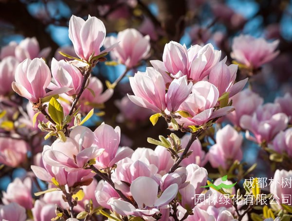 木兰价格-图片-形态特点-生长环境-分布范围-主要经济价值