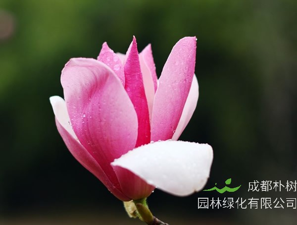 木兰价格-图片-形态特点-生长环境-分布范围-主要经济价值