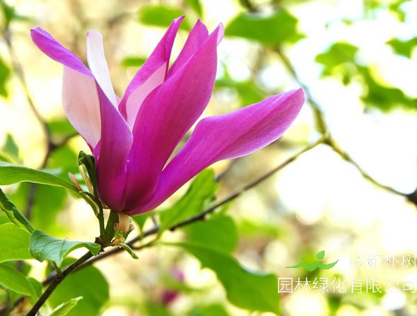 木兰价格-图片-形态特点-生长环境-分布范围-主要经济价值