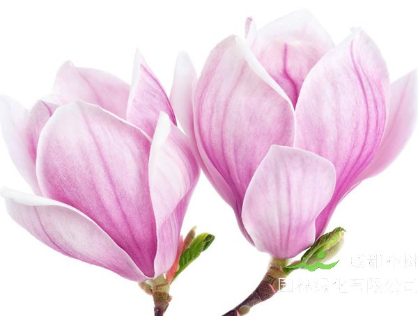 木兰形态特征， 木兰盆景移栽后怎样养护？