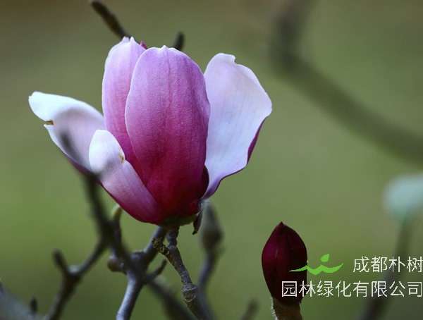 木兰的生态习性，怎样种植和培育木兰？