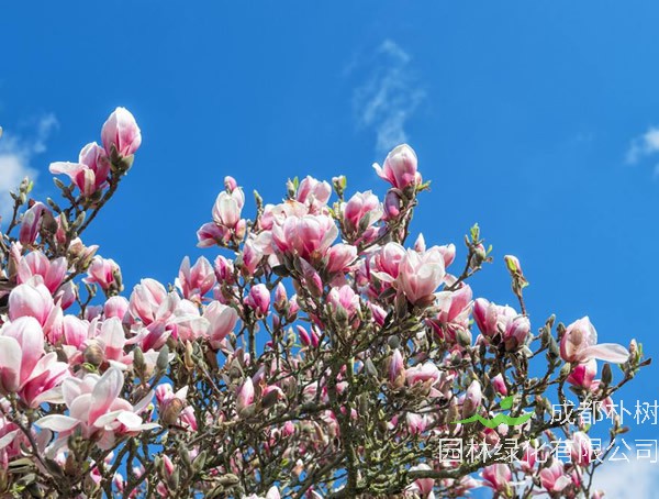 木兰的经济价值，木兰的功效与作用有哪些？