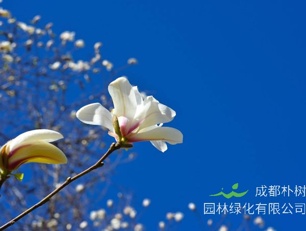 木兰的繁殖方式有哪些，如何栽培木兰