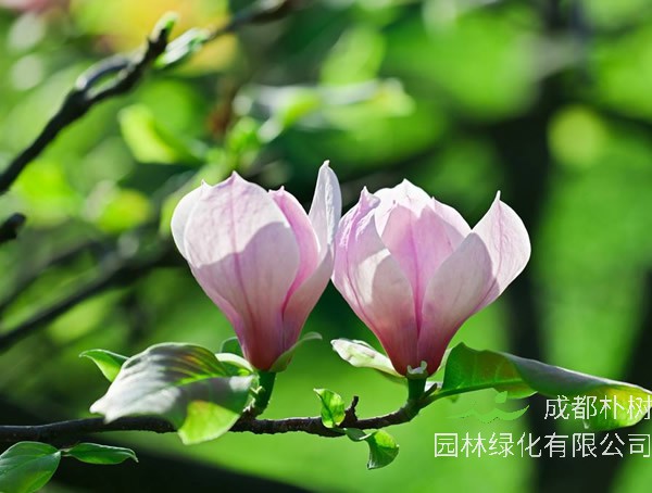 木兰树有什么用？木兰树有哪些价值？