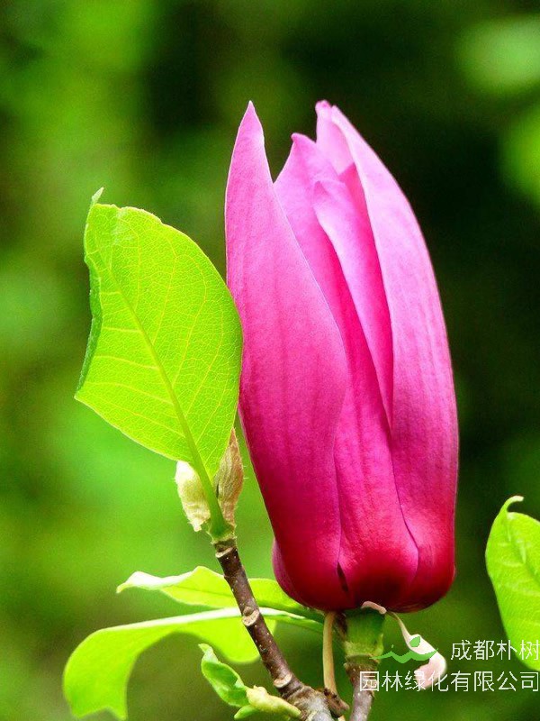 木兰树有几个品种？分别是那些？