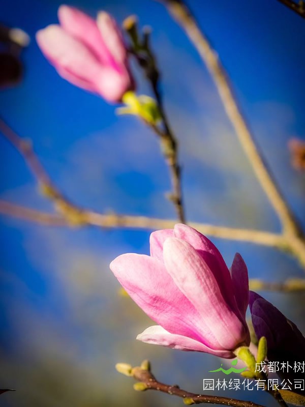 公园里的木兰树会开花吗？